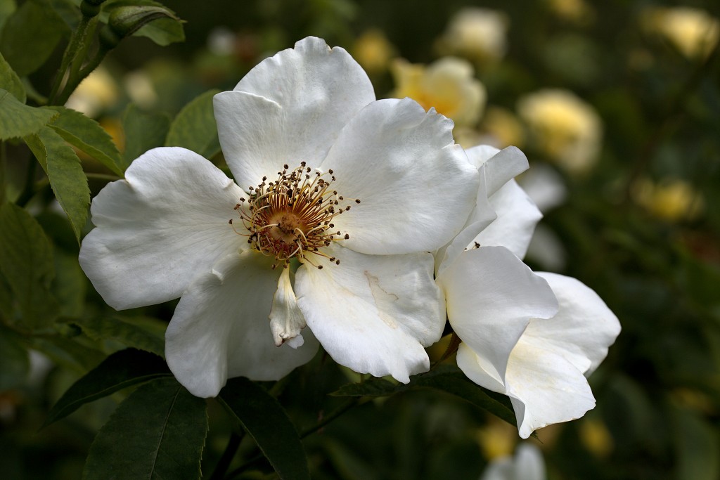 rode rozen roos rosa flora natuur bloem bloemen cultivars cultivar fleurop rosaceae tuin rozentuin valentijn valentijsdag romantiek liefde merci